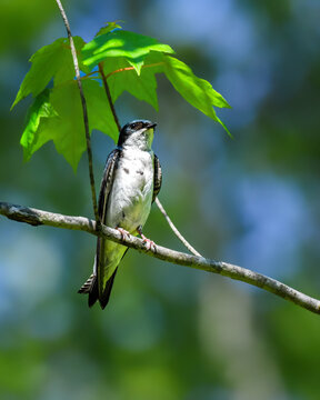 Tree swallow perched gracefully on a slender branch beneath fresh green maple leaves, illuminated by soft sunlight against a dreamy blue and green forest background.