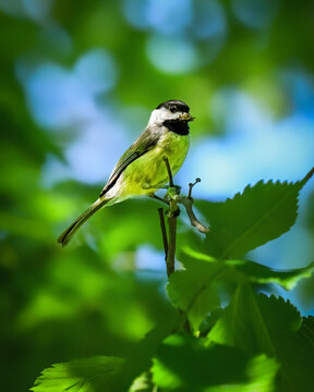 Black-capped chickadee perched among vibrant green leaves in soft summer light, framed by dreamy blue and green bokeh in a peaceful woodland setting.