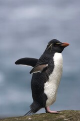Fototapeta premium Rockhopper penguin on South Georgia Island