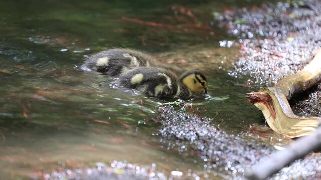 caneton colvert dans une rivi&egrave;re, Qu&eacute;bec, Canada