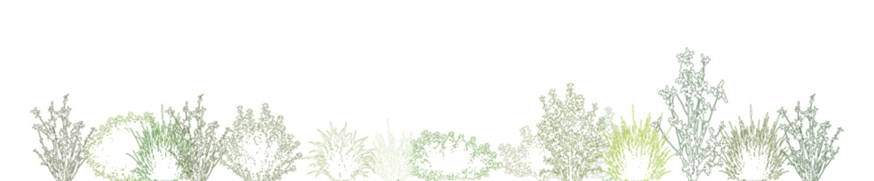 CAD shrub border elevation collection, landscape vegetation line drawing, side view ornamental bushes grasses and planting symbols for architectural landscape design vector illustration