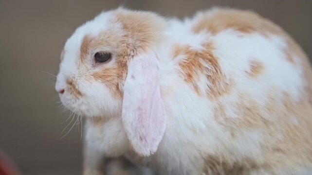 Fluffy bunny with long ears and gentle eyes, heartwarming animal video in 4K slow motion.