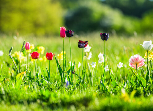 Colorful Tulipa gesneriana and Narcissus pseudonarcissus blooming in grass.