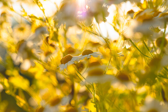 Chamomile flowers glowing in warm evening backlight.