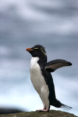 Fototapeta premium Rockhopper penguin on South Georgia Island