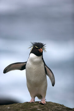 Rockhopper penguin on South Georgia Island