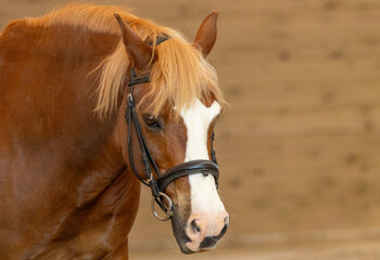 Pferd © Karsten