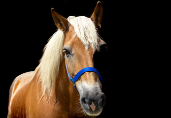 Pferd © Karsten