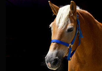 Pferd © Karsten