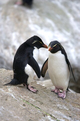 Fototapeta premium Rockhopper penguins on South Georgia Island