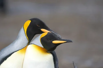 Fototapeten Pinguin King penguins on South Georgia Island  © willtu