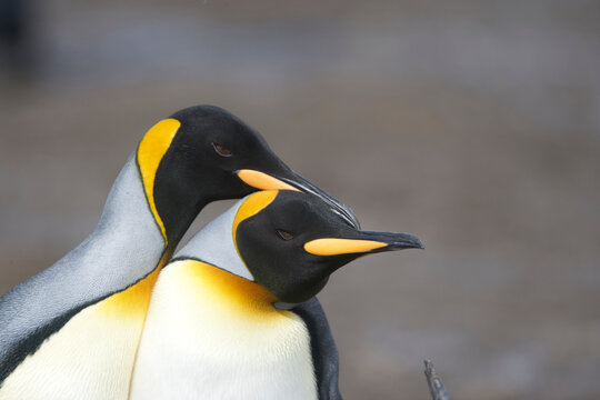 King penguins on South Georgia Island