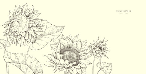 Fototapeta premium Sunflowers background with flowers and leaves. Detailed hand drawn ink floral illustration for summer invitation, wallpaper art