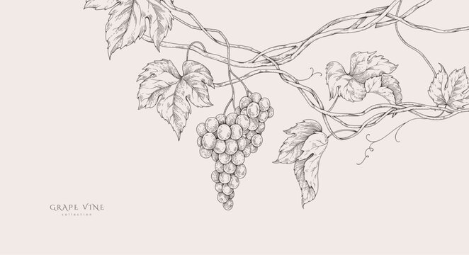 Background with grapes, vine and brunch. Detailed template layout design, brochure or cover for wine card, menu