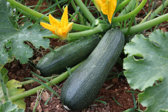 courgette zucchini with flowers in the garden