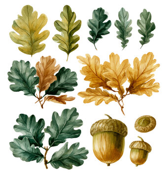 Watercolor Oak Leaves and Acorns Autumn Collection