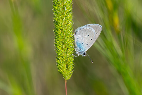 Lycaenidae / Mavi Osiris / Osiris Blue / Cupido osiris