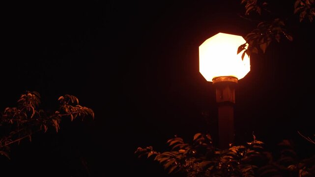 夜の公園で赤く光る街灯と照らされる木の葉の４K動画