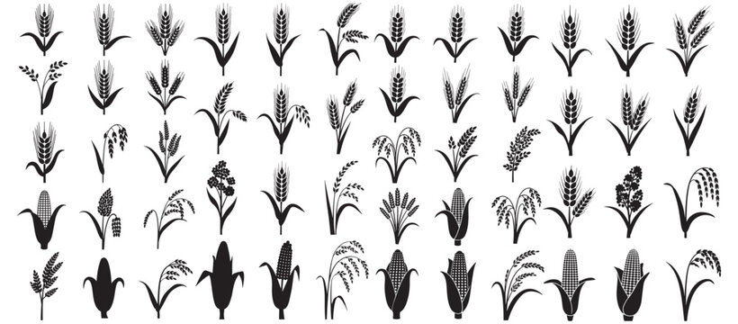 Black Grain and Corn Silhouette Icons Set &mdash; Wheat, Rice and Corn Stalks for Agriculture Design