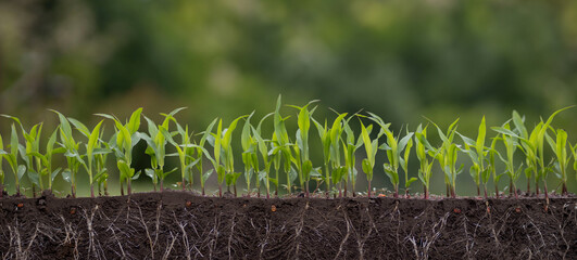 Corn seedlings growing with visible roots in soil cross section © Олег Мальшаков