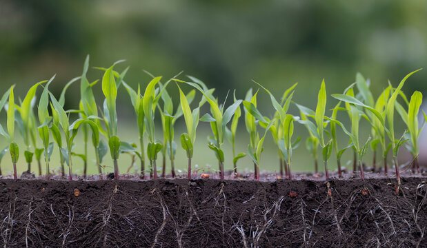 Corn seedlings growing in soil showing roots