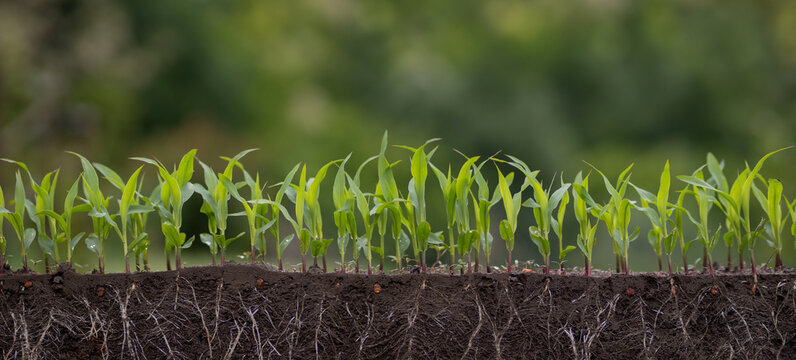 Corn seedlings growing with visible roots in soil cross section