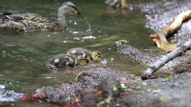 caneton colvert dans une rivi&egrave;re