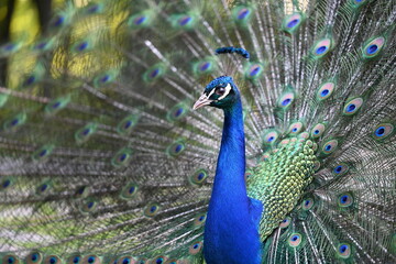 Fototapeta premium Blue peacock with fully spread tail feathers in a close up portrait. Vibrant exotic bird displaying colorful plumage with distinctive eye pattern feathers in a natural outdoor environment.