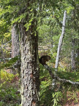 Cute Douglas Squirrel Sitting on Pine Branch Beside Big Tree Trunk, Beautiful Small Red Bushy Tail Rodent in British Columbia Forest Wildlife