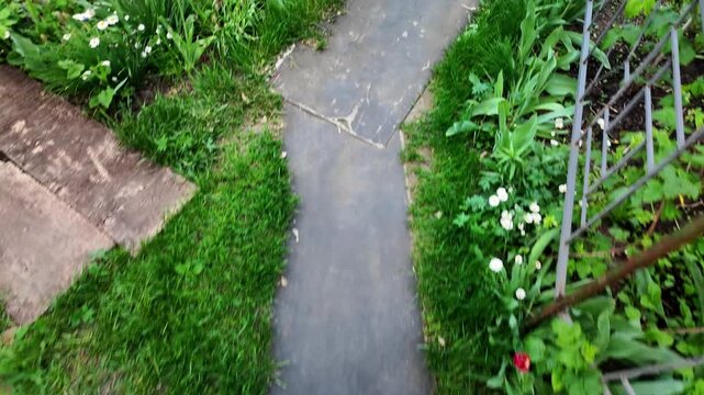 Overhead view of a narrow dark paved garden path running vertically through the frame, flanked by green grass and a flowerbed of white daisies on the left