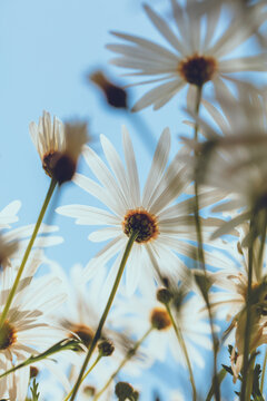 White Daisies Against Blue Sky