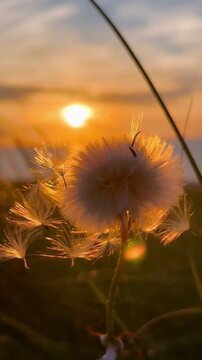 dandelion seed head glowing in the soft natural light