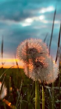dandelion seed head glowing in the soft natural light