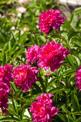 Obraz premium Burgundy peonies. Peony flower
