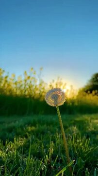 dandelion seed head glowing in the soft natural light