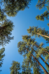 Fototapeta premium Looking skyward in an old growth forest of Ponderosa Pine trees in central Oregon