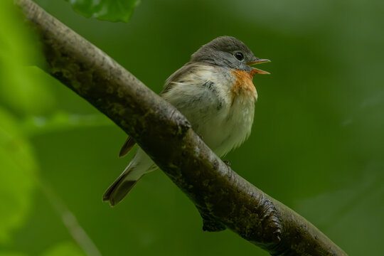 Red-breasted flycatcher (Ficedula parva)