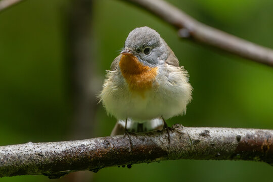 Red-breasted flycatcher (Ficedula parva)