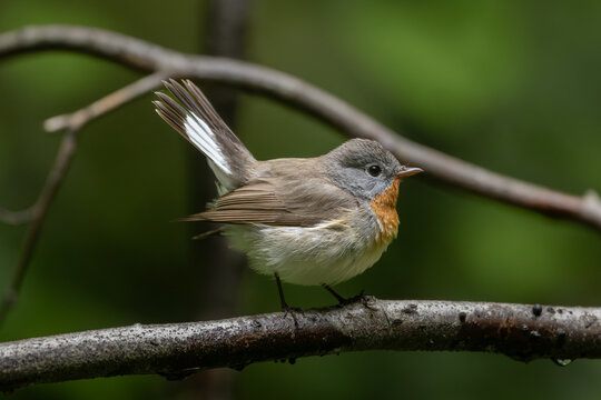 Red-breasted flycatcher (Ficedula parva)