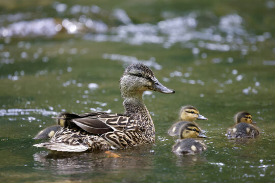caneton colvert dans une rivi&egrave;re