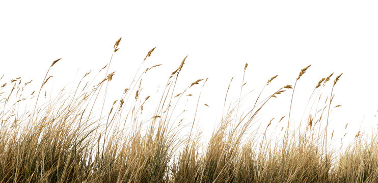 Golden Reeds Swaying in the Wind Against White Background