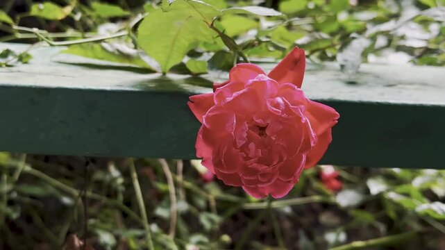 red rose, pink rose, garden rose, rose bloom, rose petals, bright flower, flowering stem, green railing, garden fence, leafy vines, green leaves, rose bush, single flower, floral detail, botanical tex