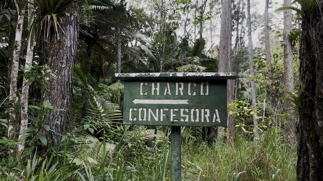 A weathered green wooden sign marked Charco Confesora stands in a lush Puerto Rico forest, with a white arrow pointing left. Tall tree trunks, palm fronds, grasses, and dense tropical foliage surround