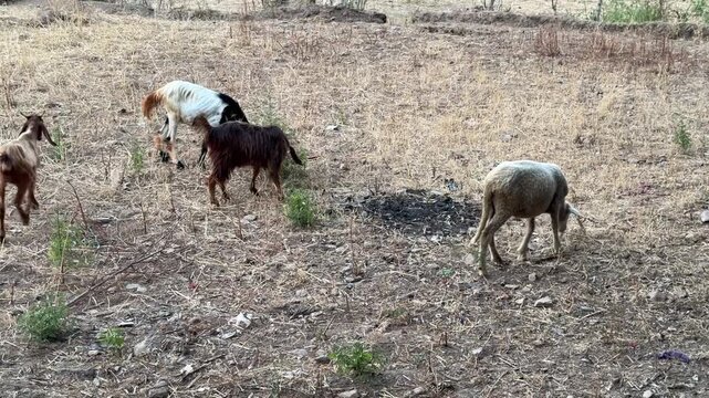 scenic flock of mountain goats grazing peacefully on lush green grass in historic tokar dara valley, swat.