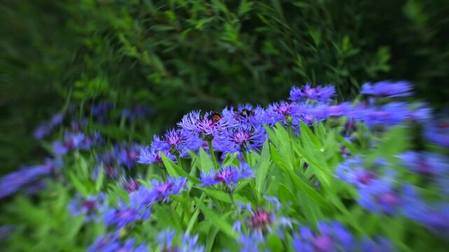Bumblebees on blue cornflowers with dreamy swirling bokeh