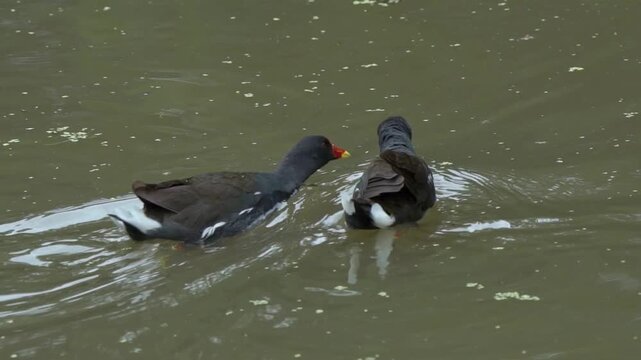 Common moorhen pair (Gallinula chloropus) engaging in a courtship mating ritual on a pond. Perfect for nature and wildlife documentaries, bird stock video footage clip