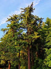 Fototapeta premium Towering Douglas Fir Trees in Lush Evergreen Forest with Blue Sky, Washington State