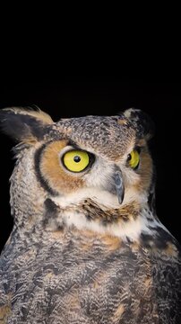 Beautiful Great Horned Owl. Vertical Video.