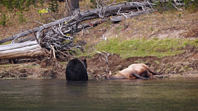 Grizzly Bear with a recently killed elk on the shore of the Yellowstone River in Yellowstone National Park, Wyoming.