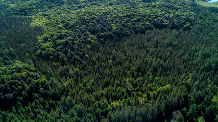 A beautiful high-angle drone photograph capturing a full-frame view of a dense Muskoka forest, showcasing the rich textures and contrasting greens of coniferous pine and deciduous spring trees. © Matt